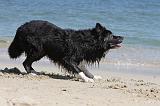 BORDER COLLIE 1599